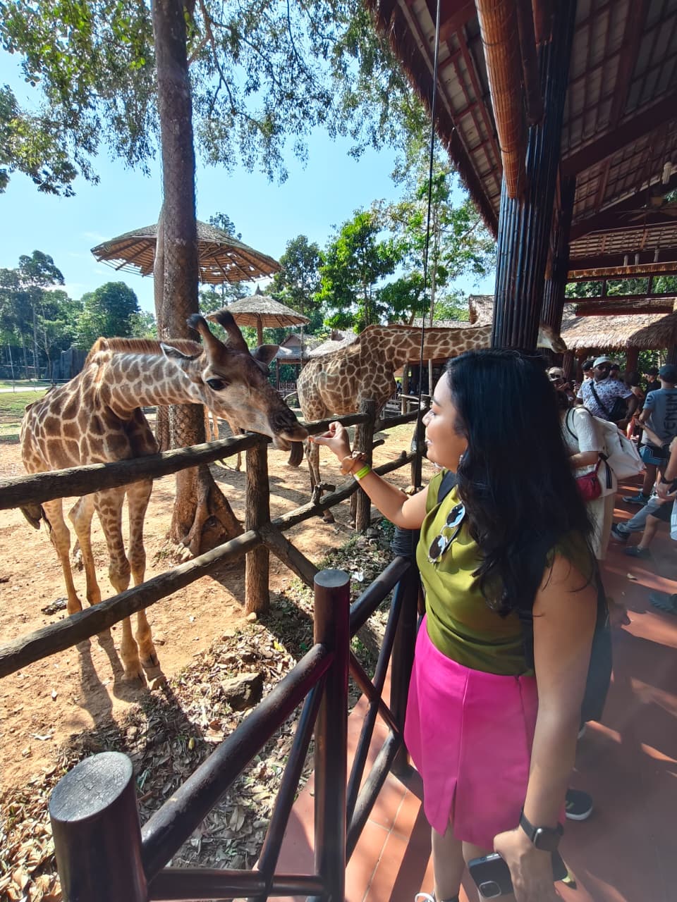 Vinsafari - Giraffe Feeding
